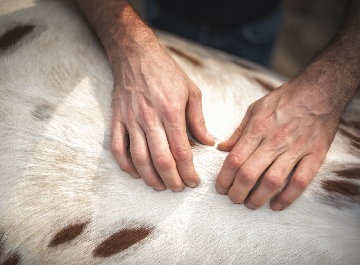 Close-up of vet’s hands feeling an animal’s back