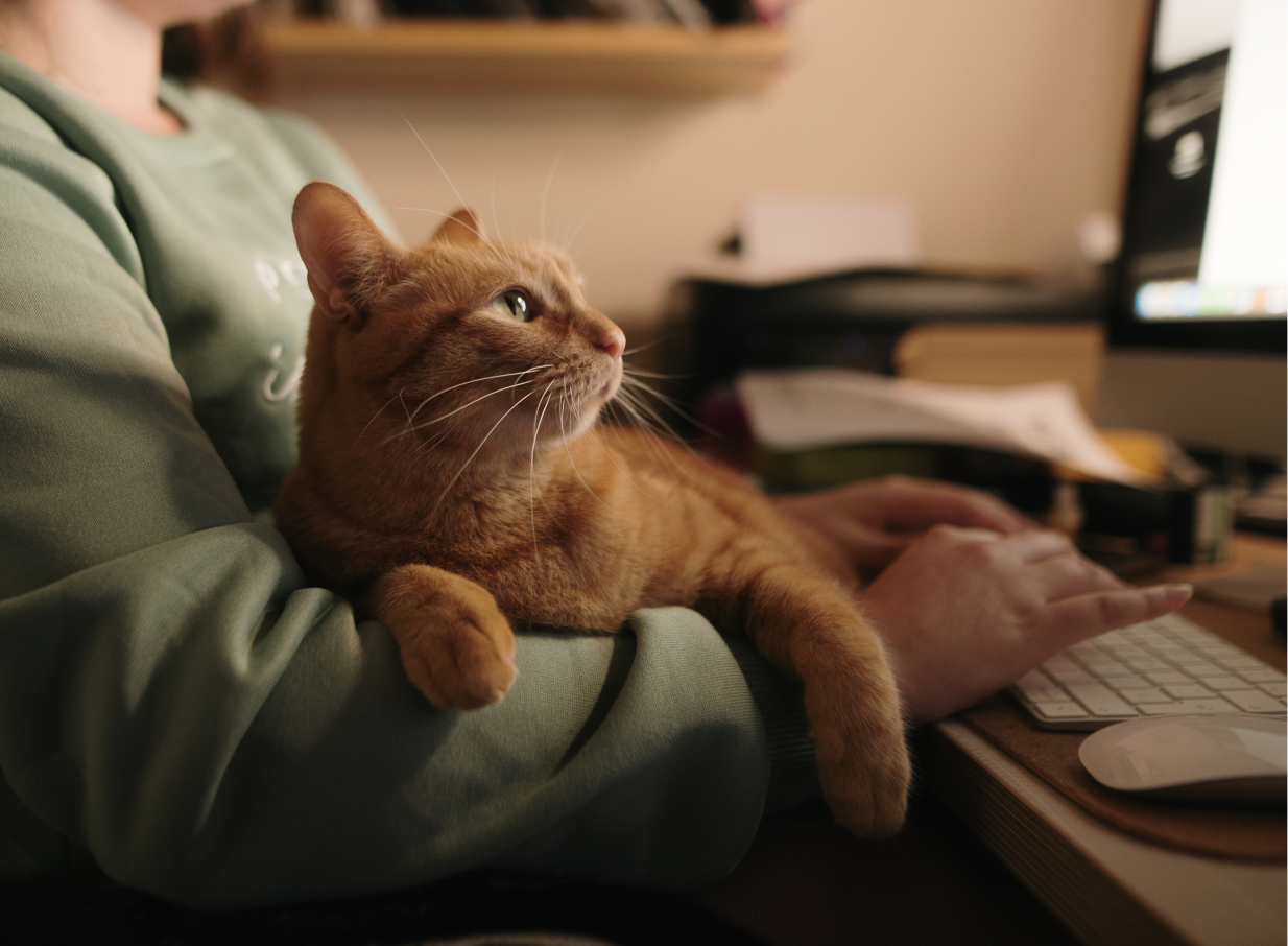 Cat on the lap of a person working on a computer, looking at the monitor