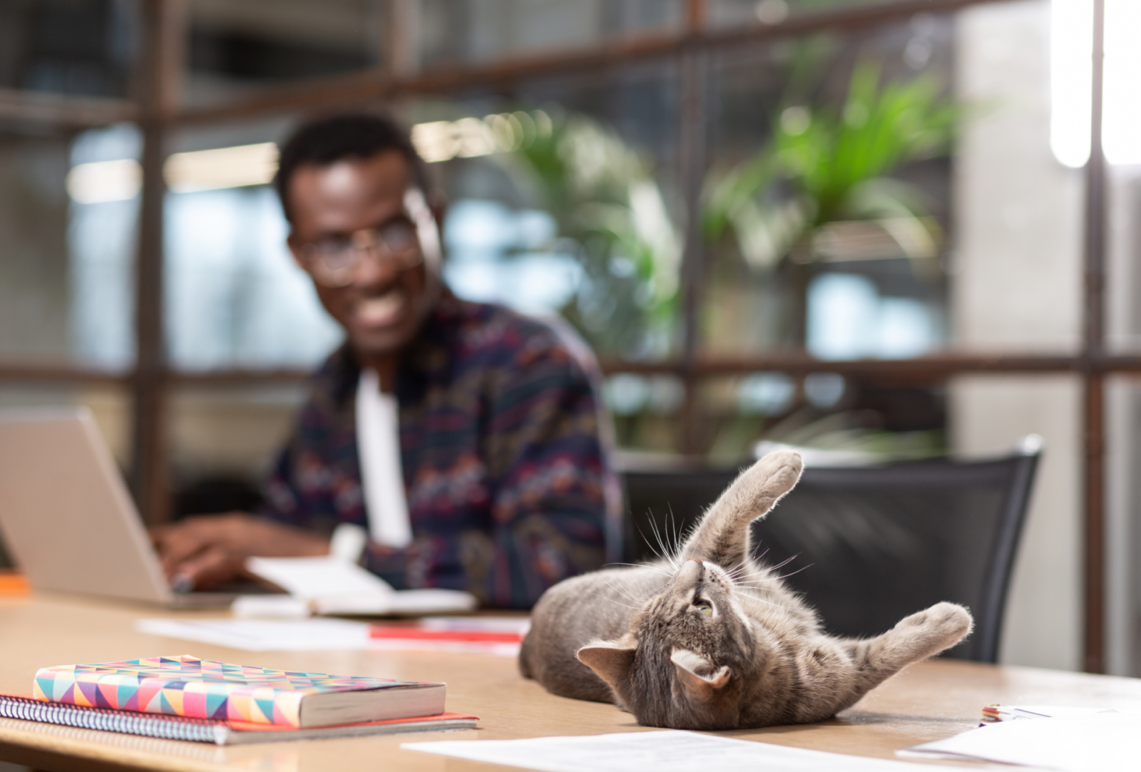 Cat rolling on table with man smiling in the background