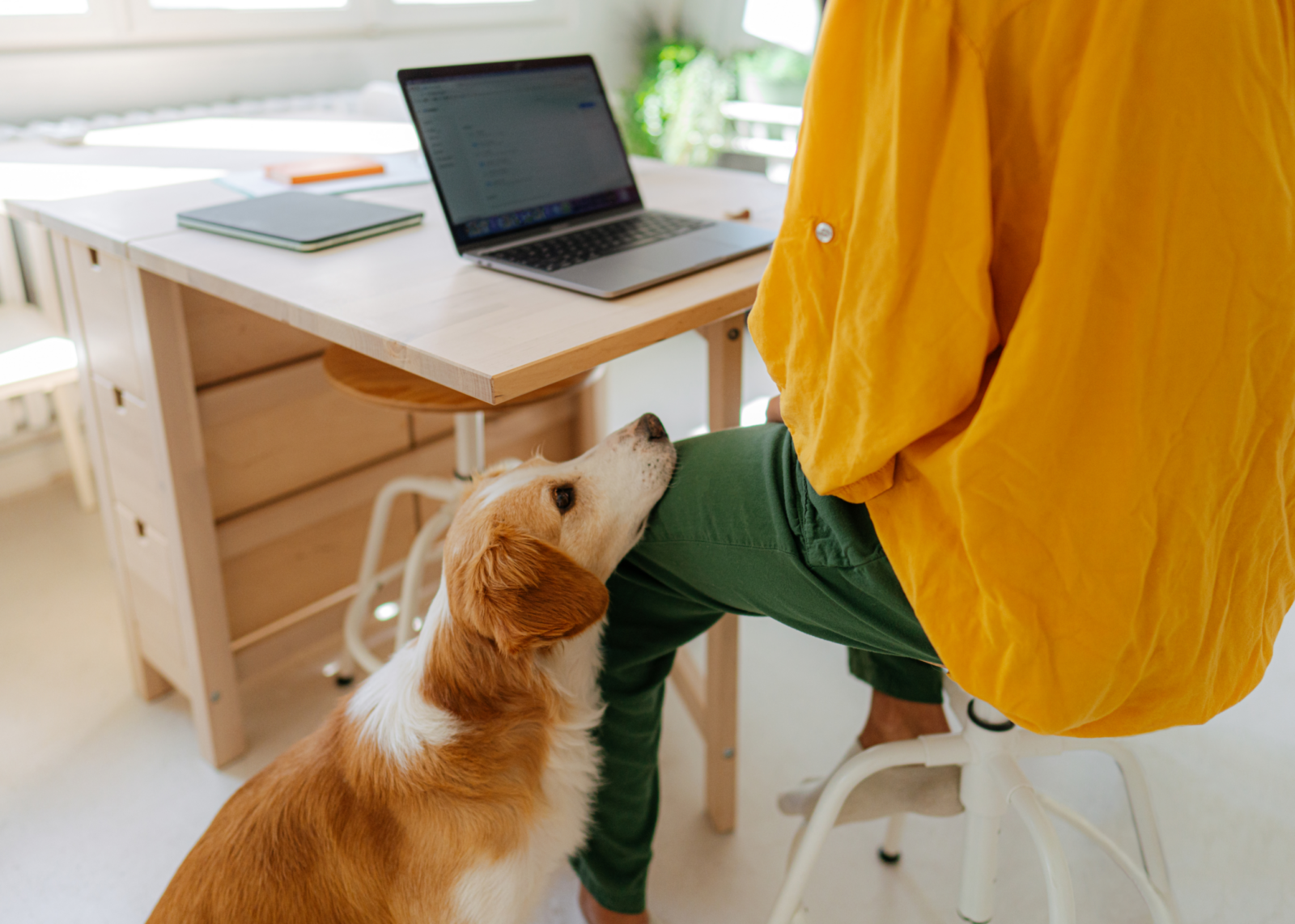 Dog resting its chin on a person’s leg