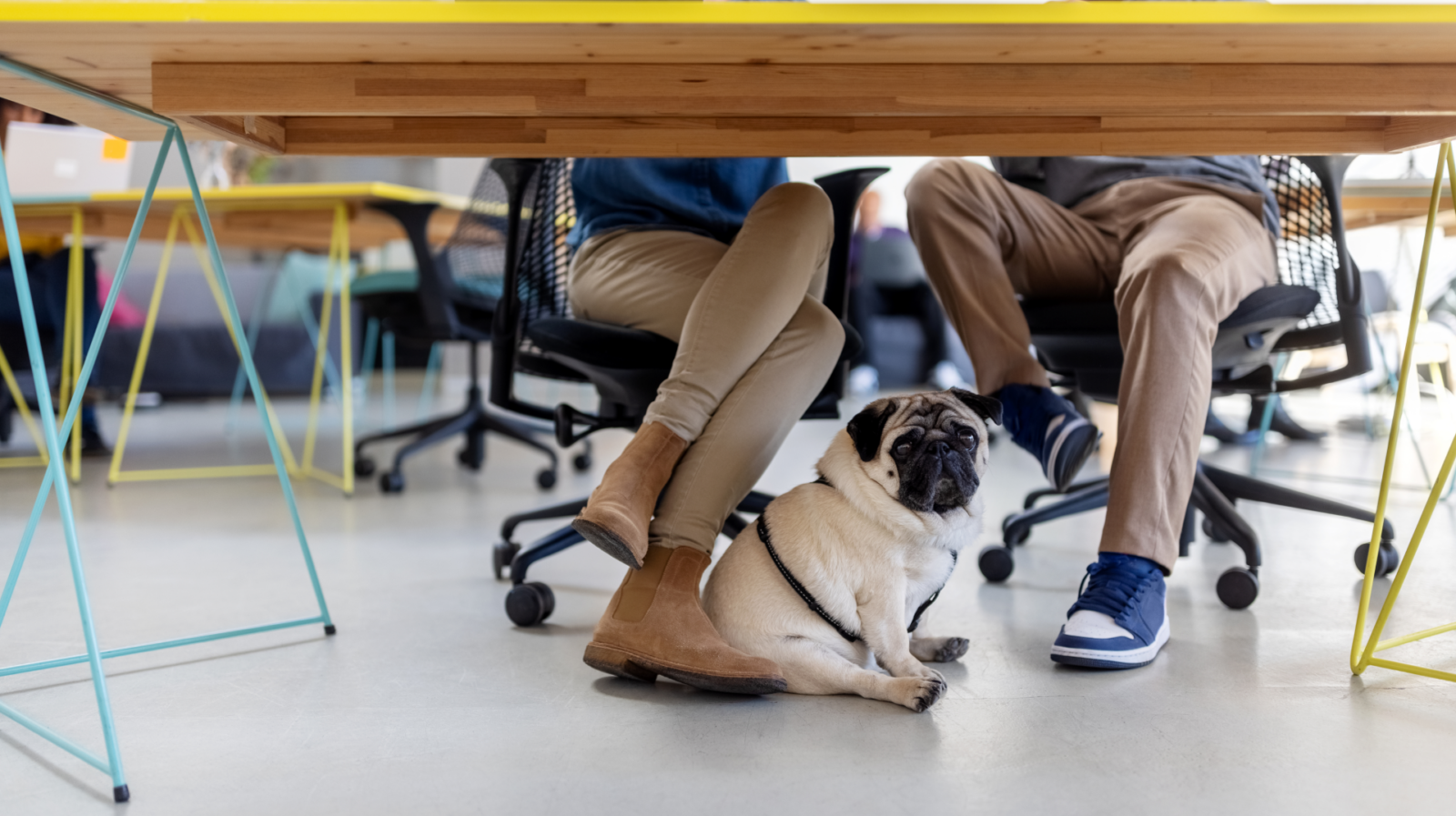 Small dog under a table, sitting between two pairs of feet