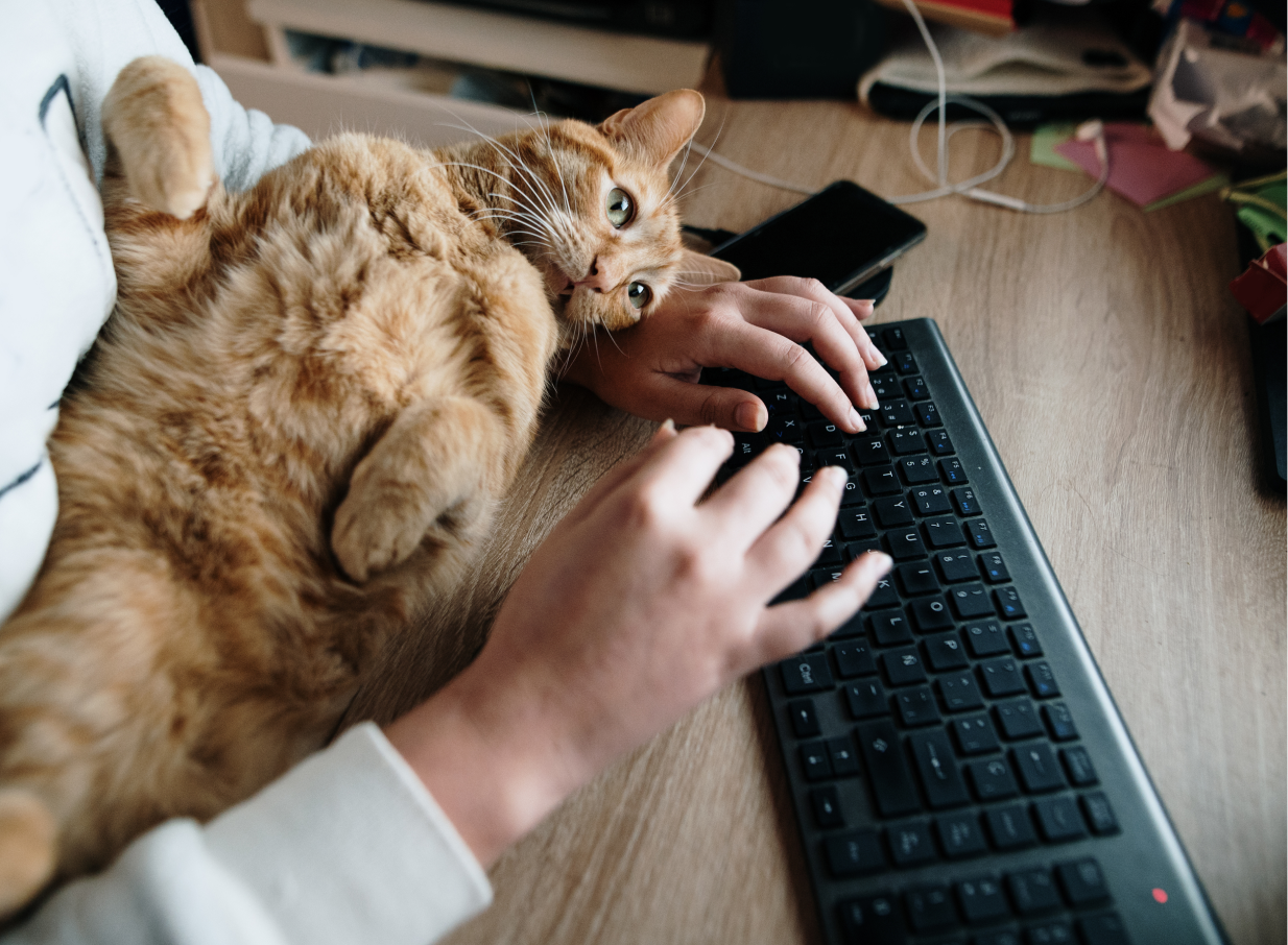 Cat lying on its back in between hands that are typing on a keyboard