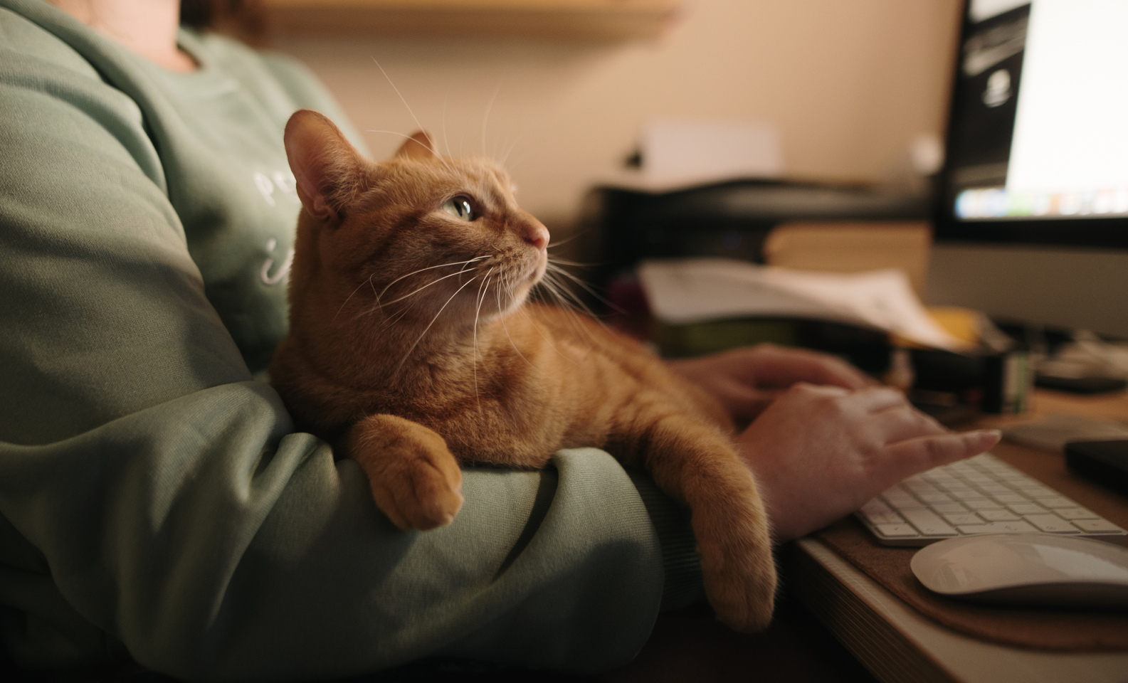 Cat on the lap of a person working on a computer, looking at the monitor