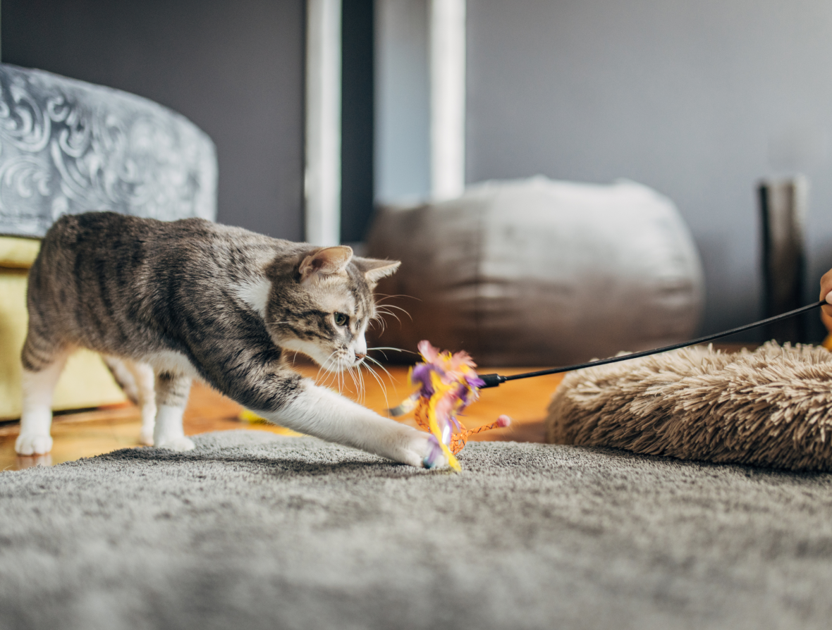 Cat playing with a toy