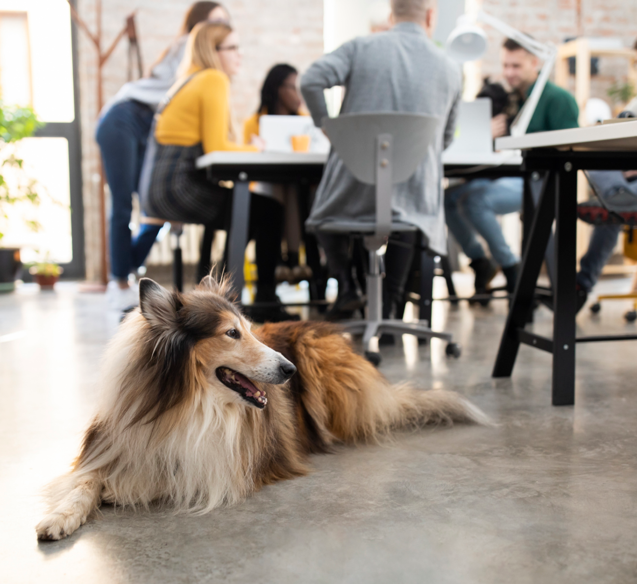 Dog lying on the floor of an office with people working at a table in the background