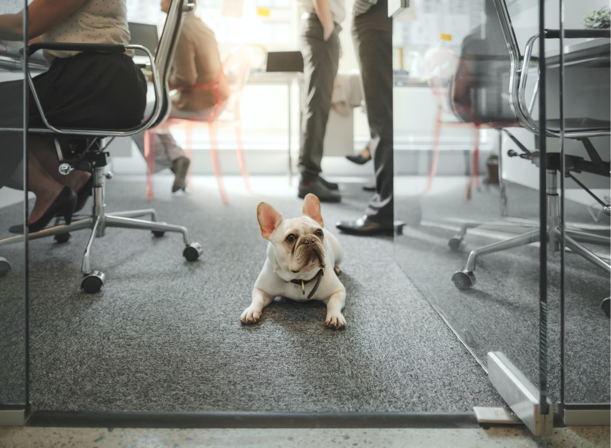 Small dog lying on the floor of an office with people working in the background