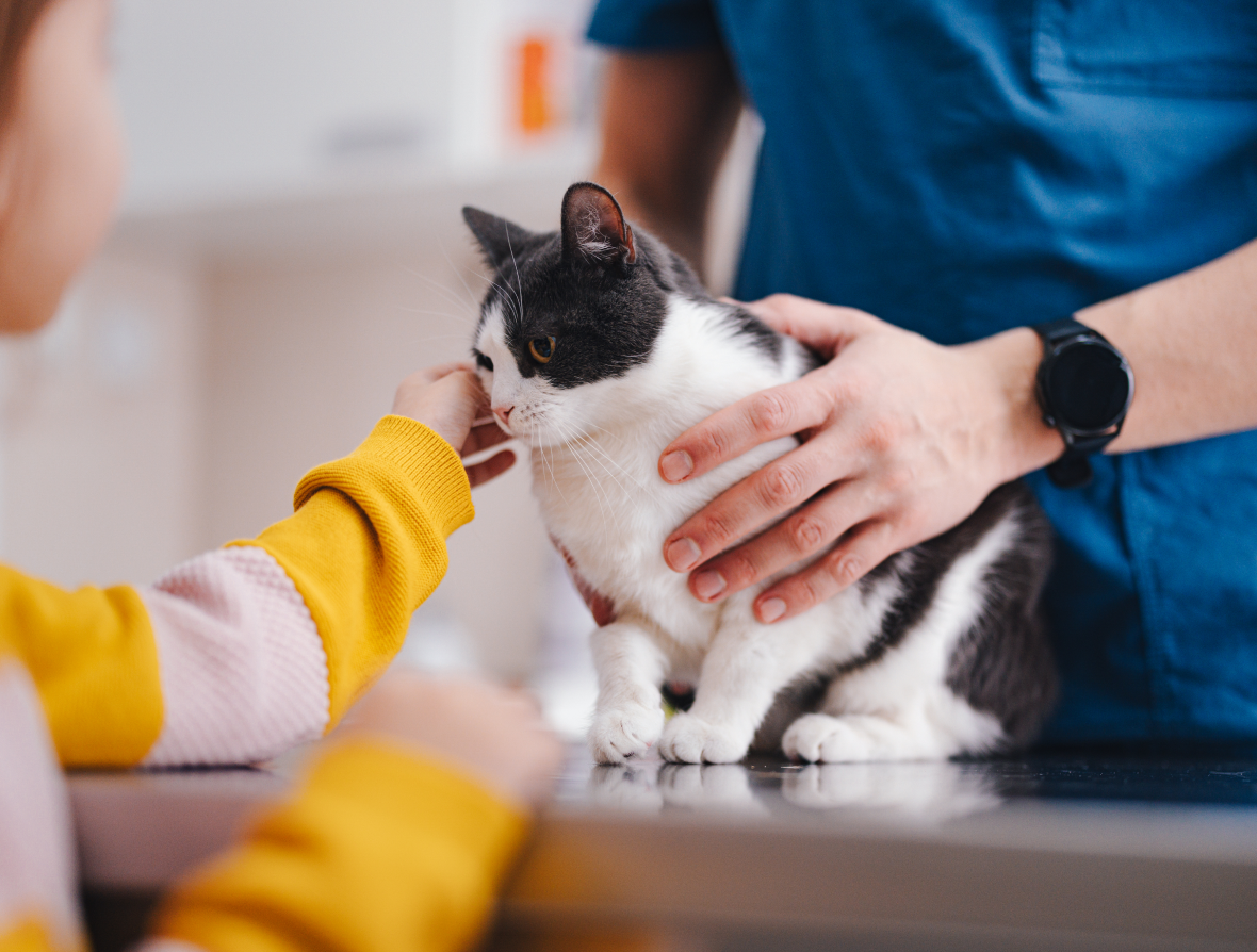 Vet examining cat while a girl in the foreground pets it