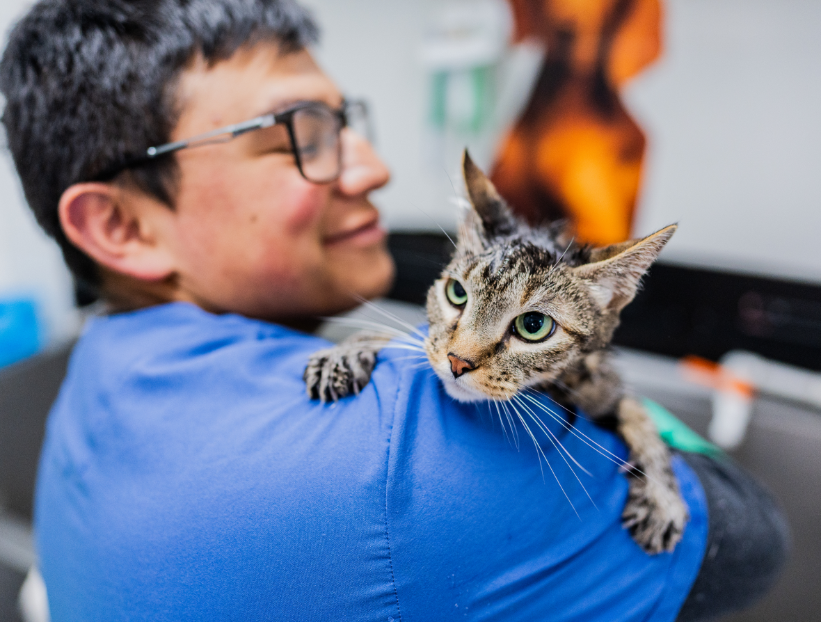 Cat climbing over a vet’s shoulder