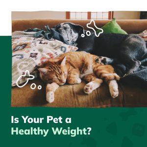 Social Thumbnail for Companion Engagement Materials, Companion