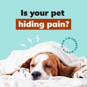 Client Engagement Materials, Companion