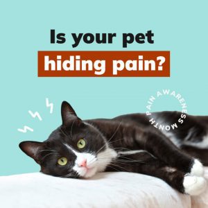 Client Engagement Materials, Companion