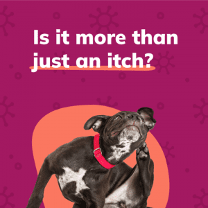 Social Thumbnail for Week 6, Companion