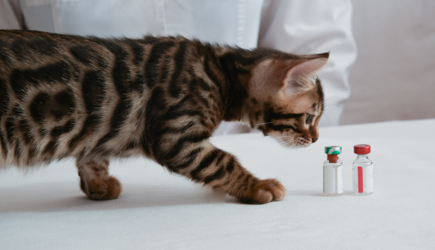 Cat investigating medication