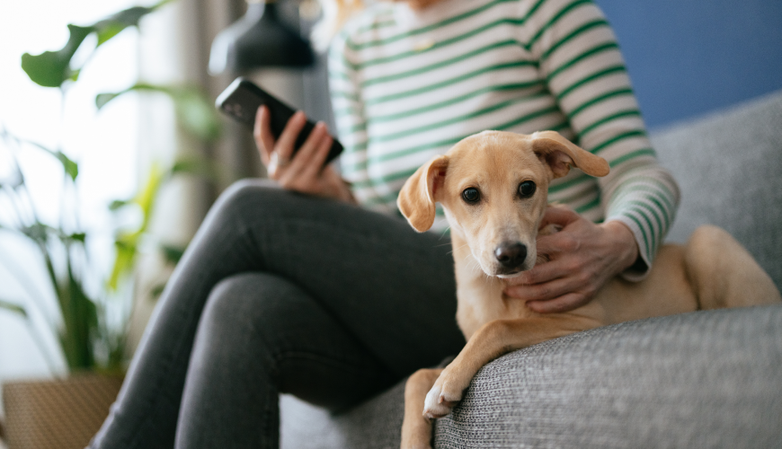 Woman looking at phone with dog next to her on a couch