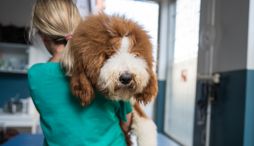 Vet carrying huge fluffy dog with its head draped over her shoulder