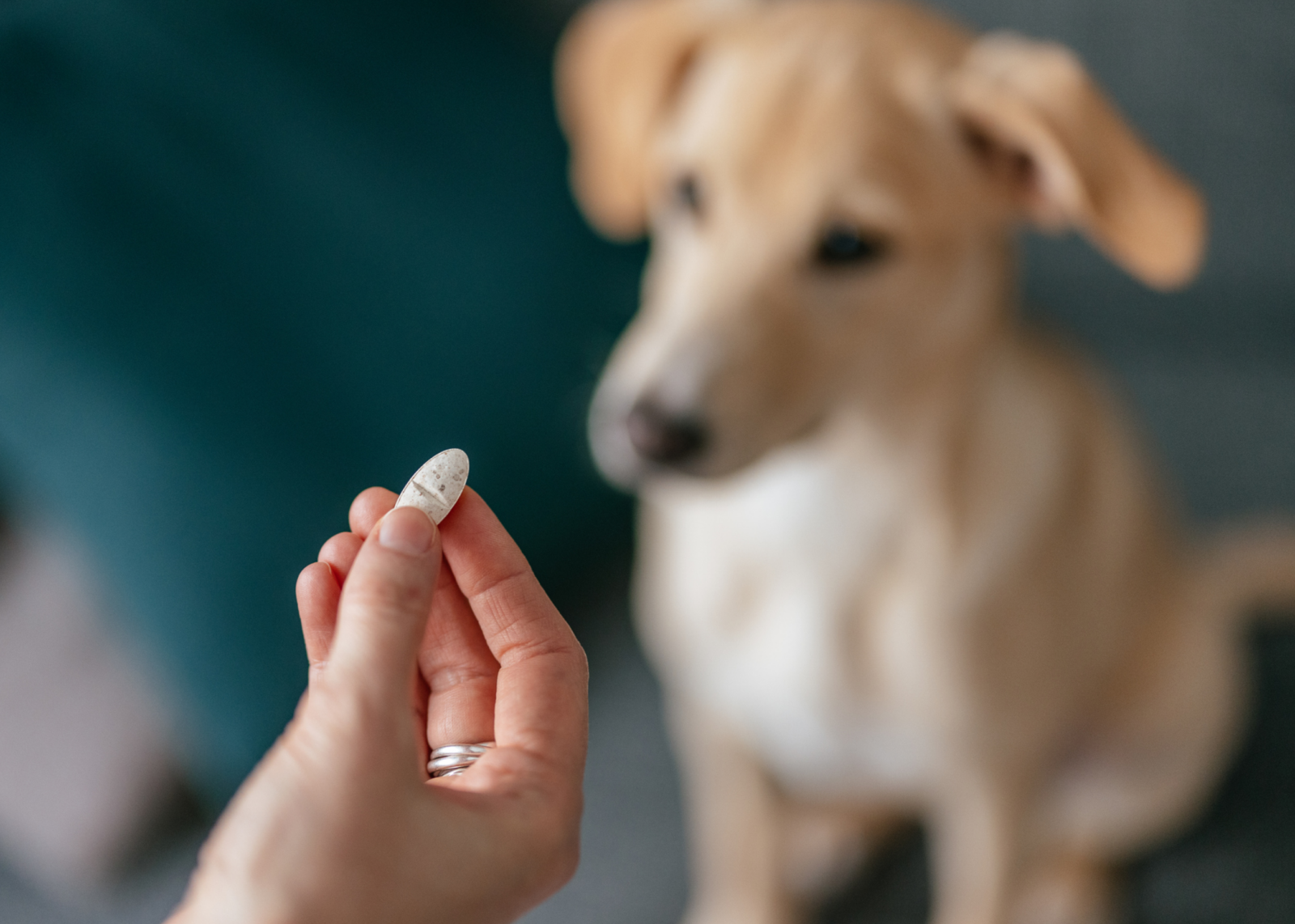 A hand holding a pill with a dog in the background