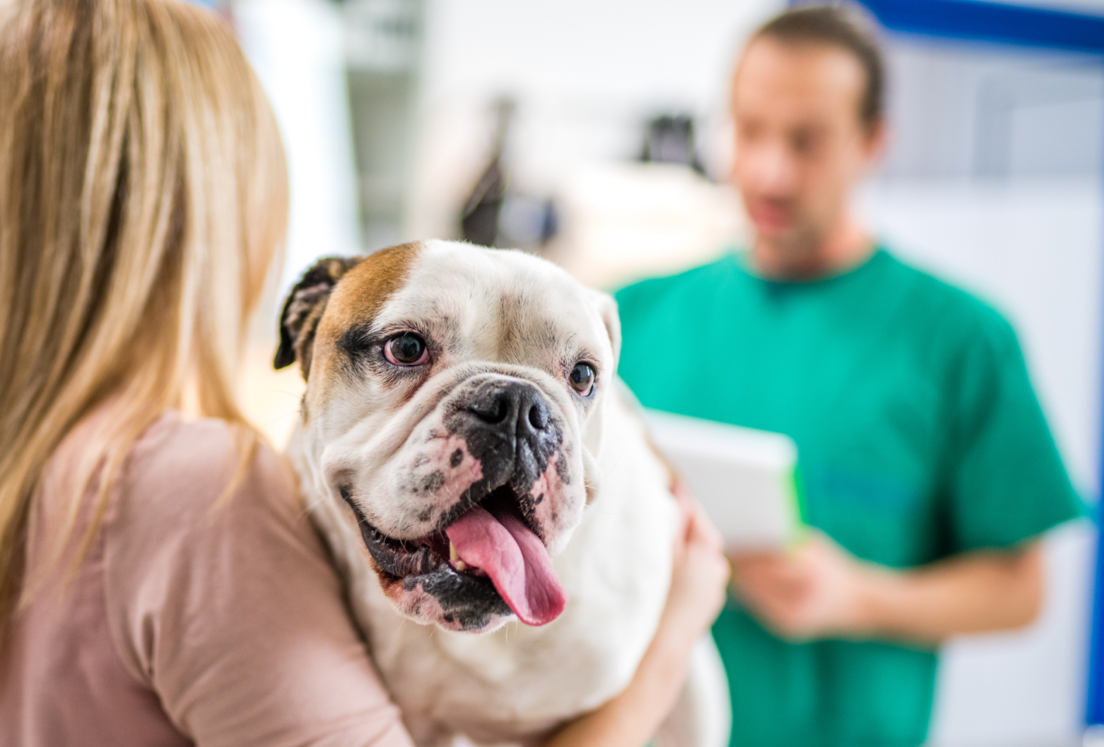 Bulldog being carried by owner with vet in the background