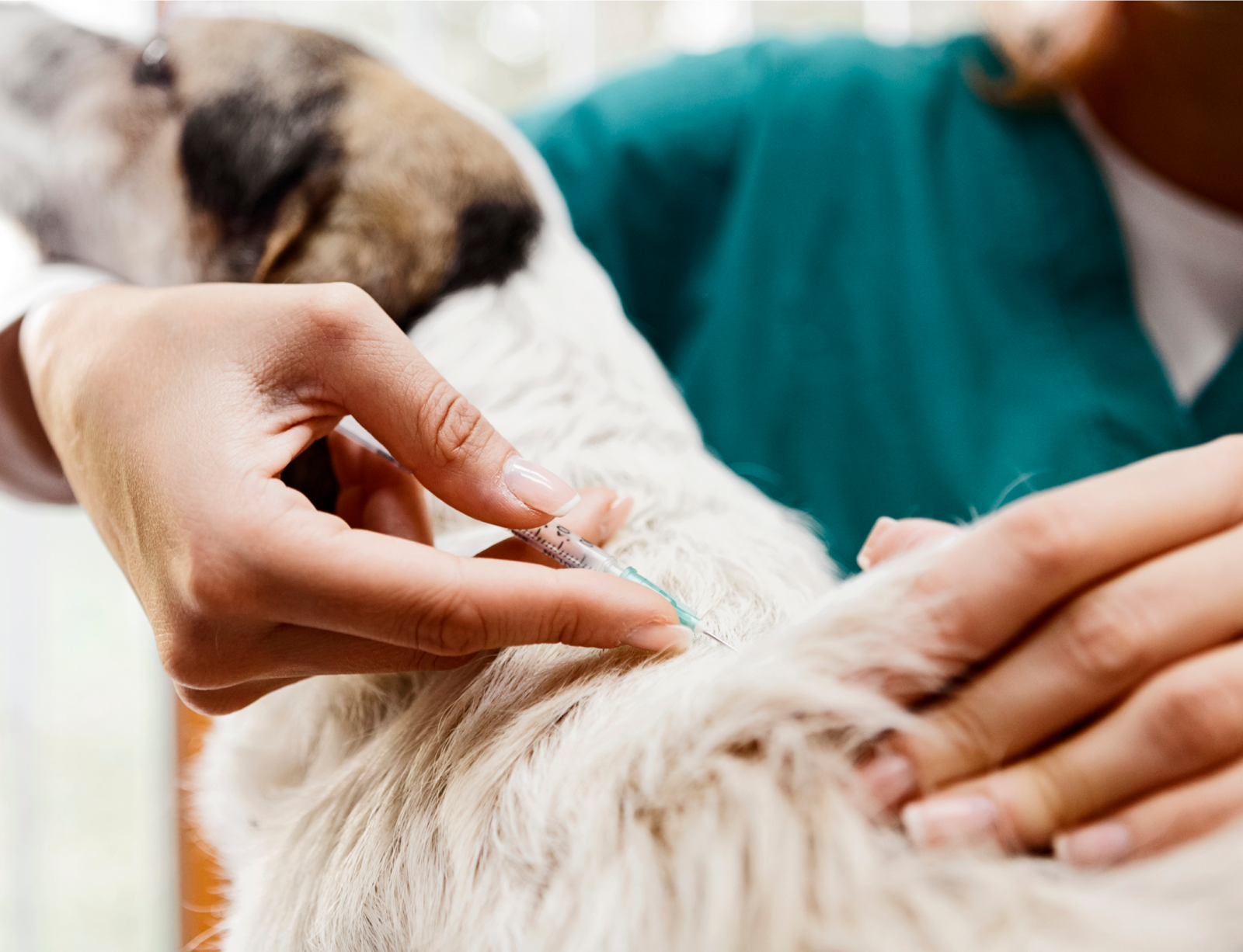 Close-up of vet’s hand giving a dog an injection