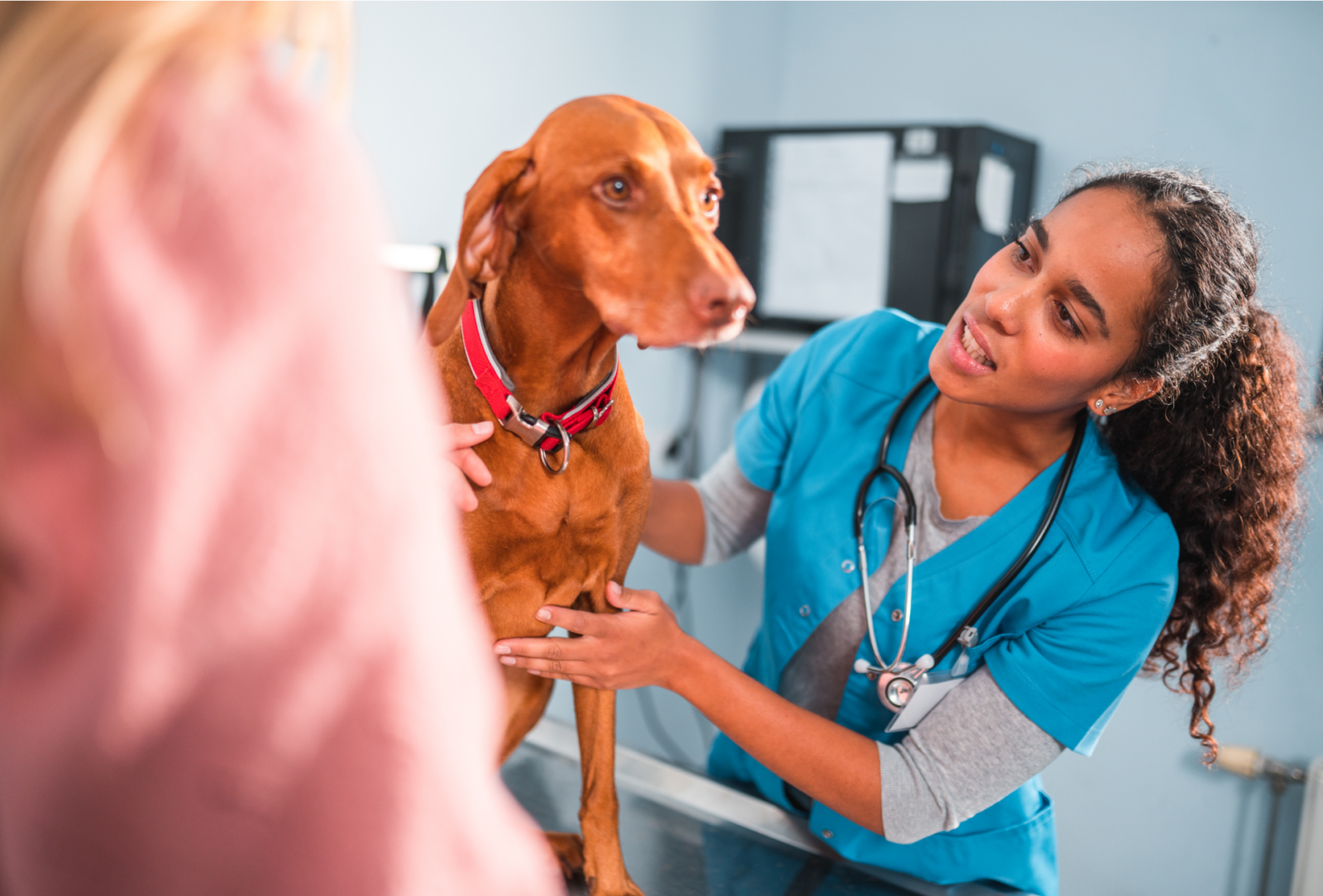 Vet examines a brown dog with owner’s shoulder in foreground