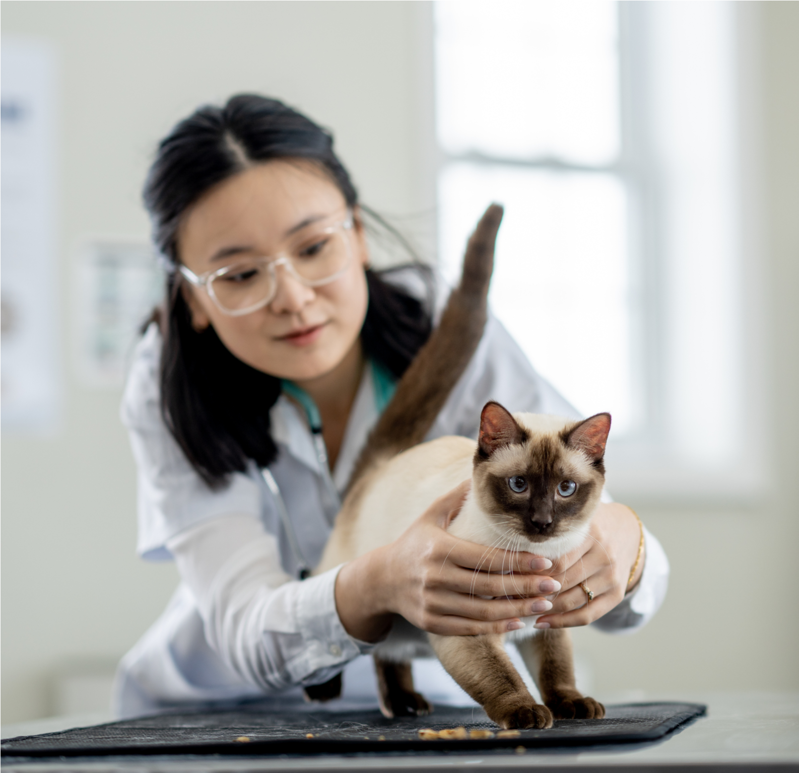 Female vet examining a cat