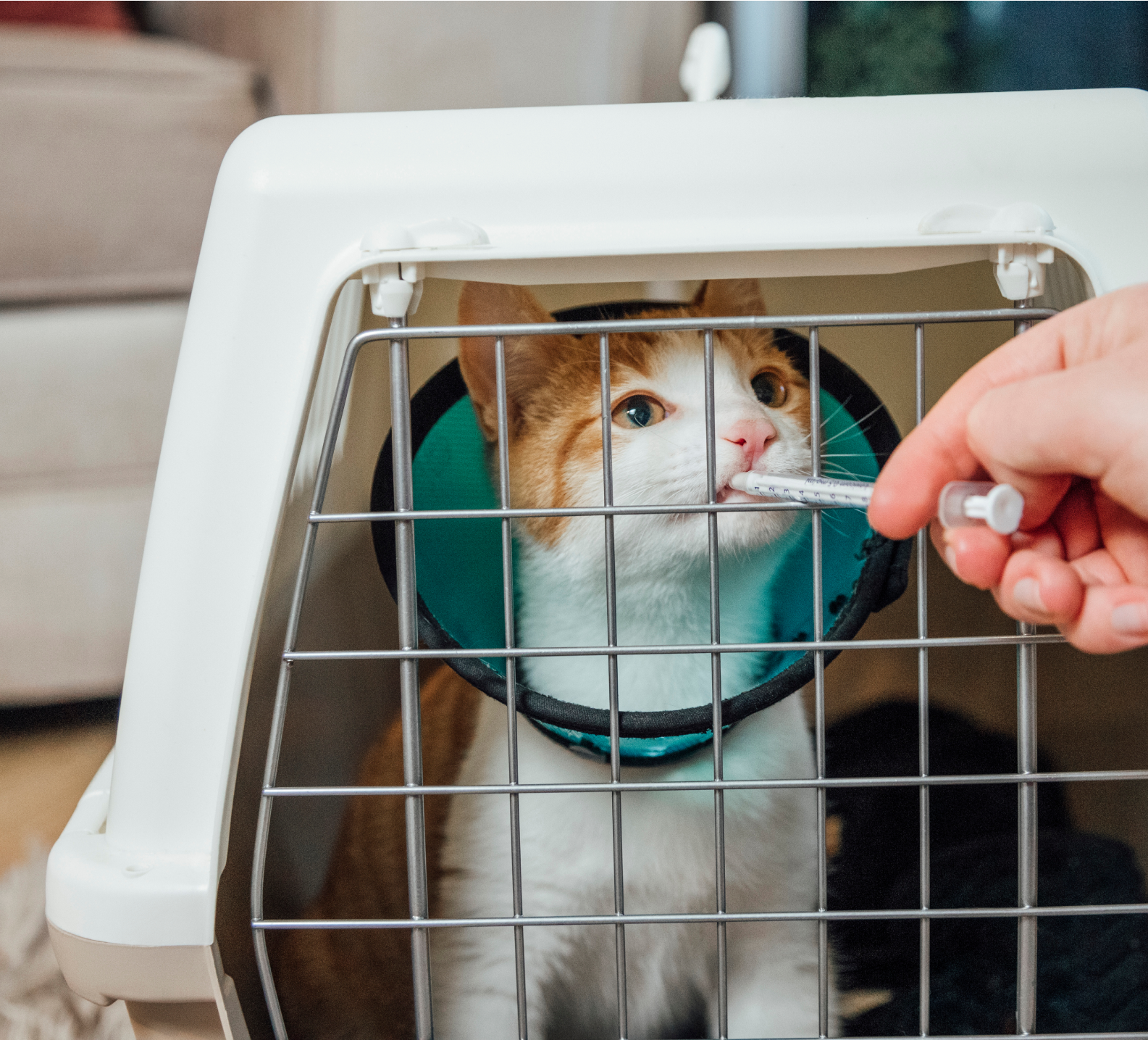 Cat in a carrier receiving oral medication through a syringe