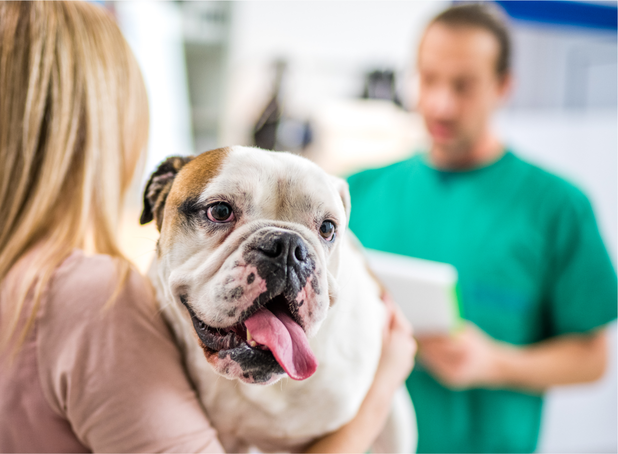 Dog being carried into examination