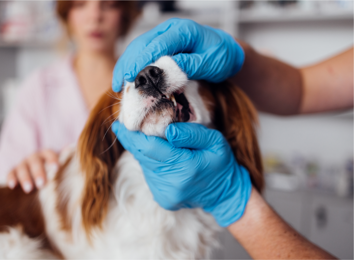 Close-up of dog having its mouth examined