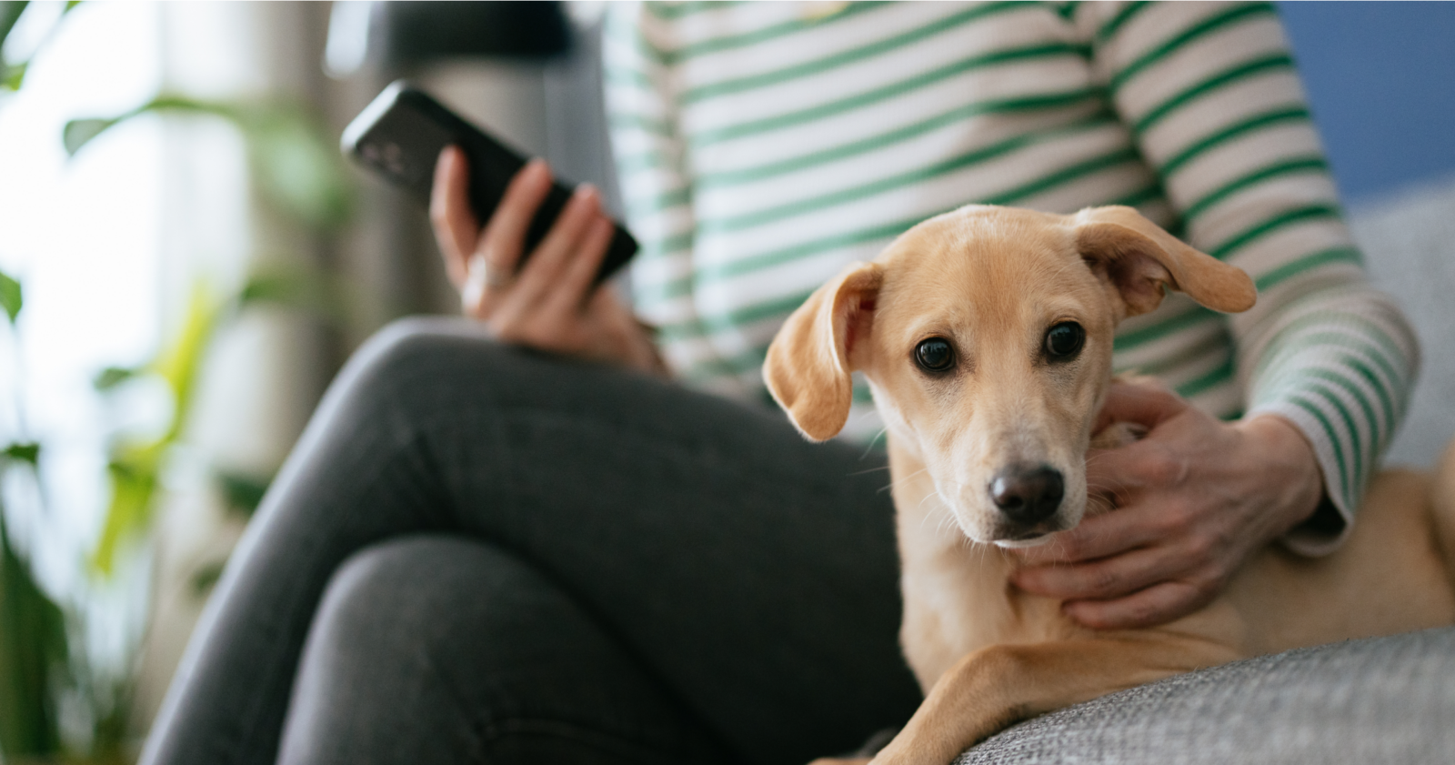 Small dog on a sofa with a woman’s arm around it