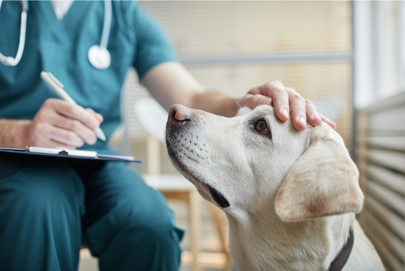 Dog with a vet’s hand on its head