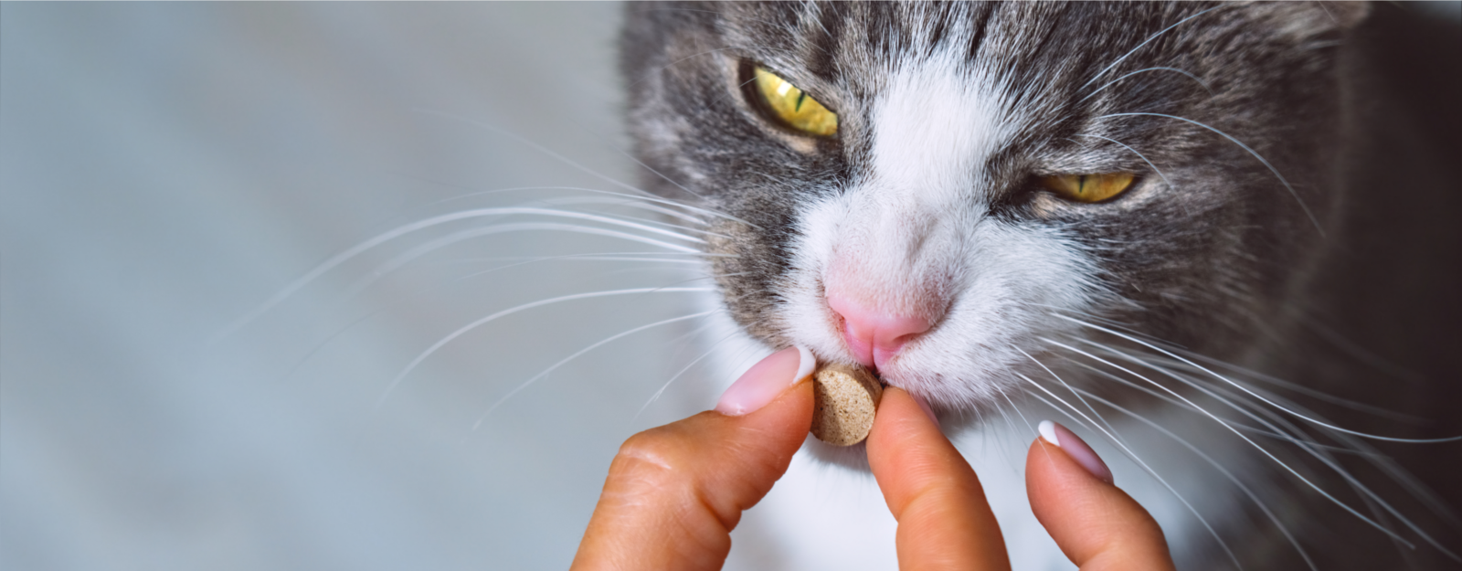 Cat taking a large pill