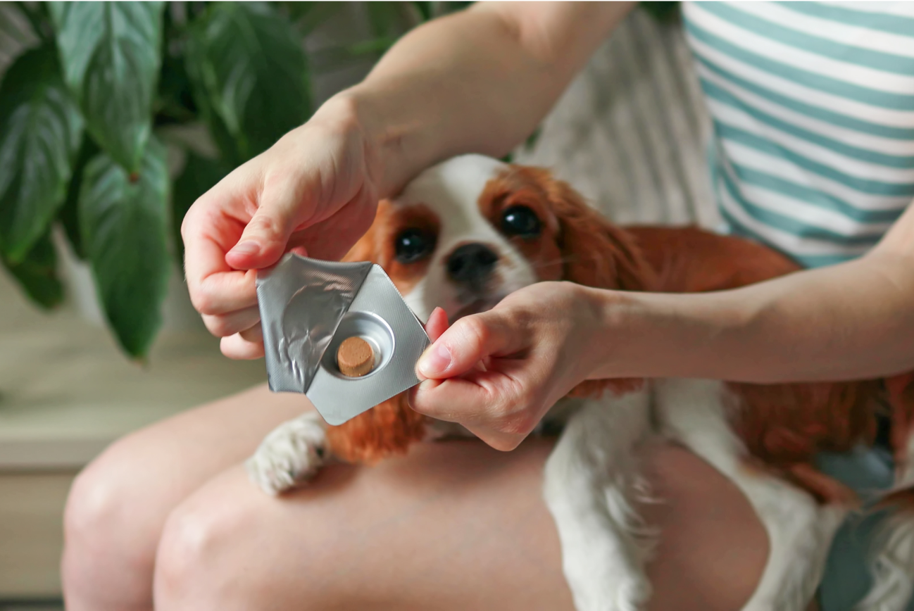 Woman with a dog on her lap opening a packet of chewable medication