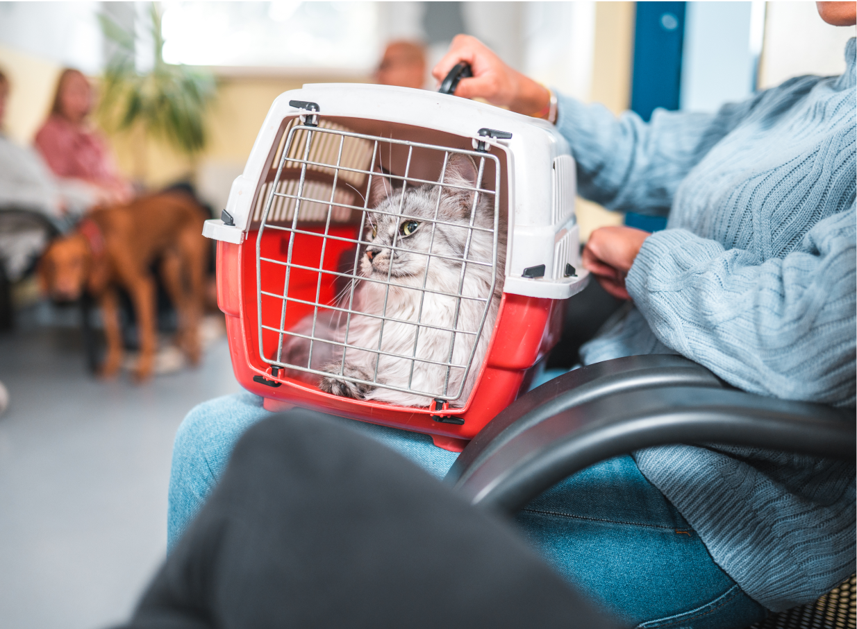 Cat in carrier on someone’s lap