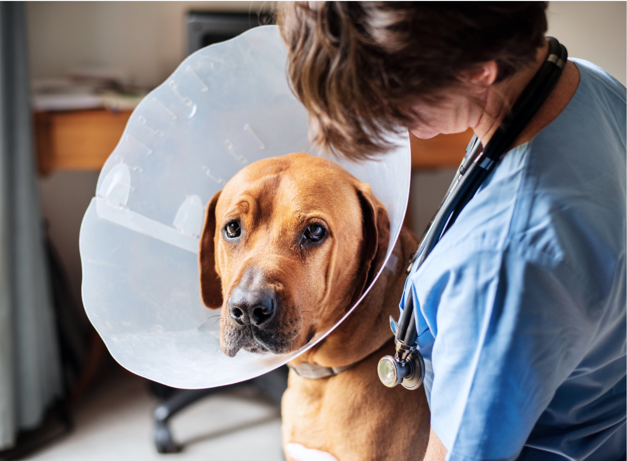 Dog with a cone around its head being examined by a vet