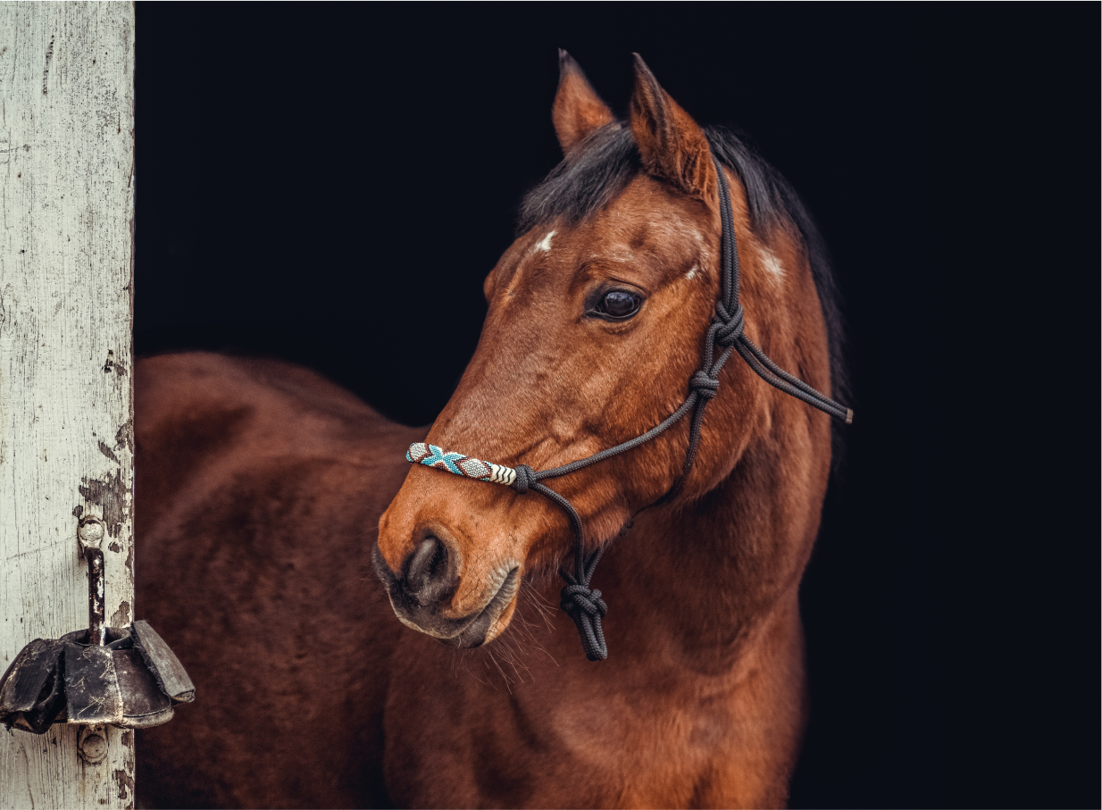 Brown horse looking out of a barn stall