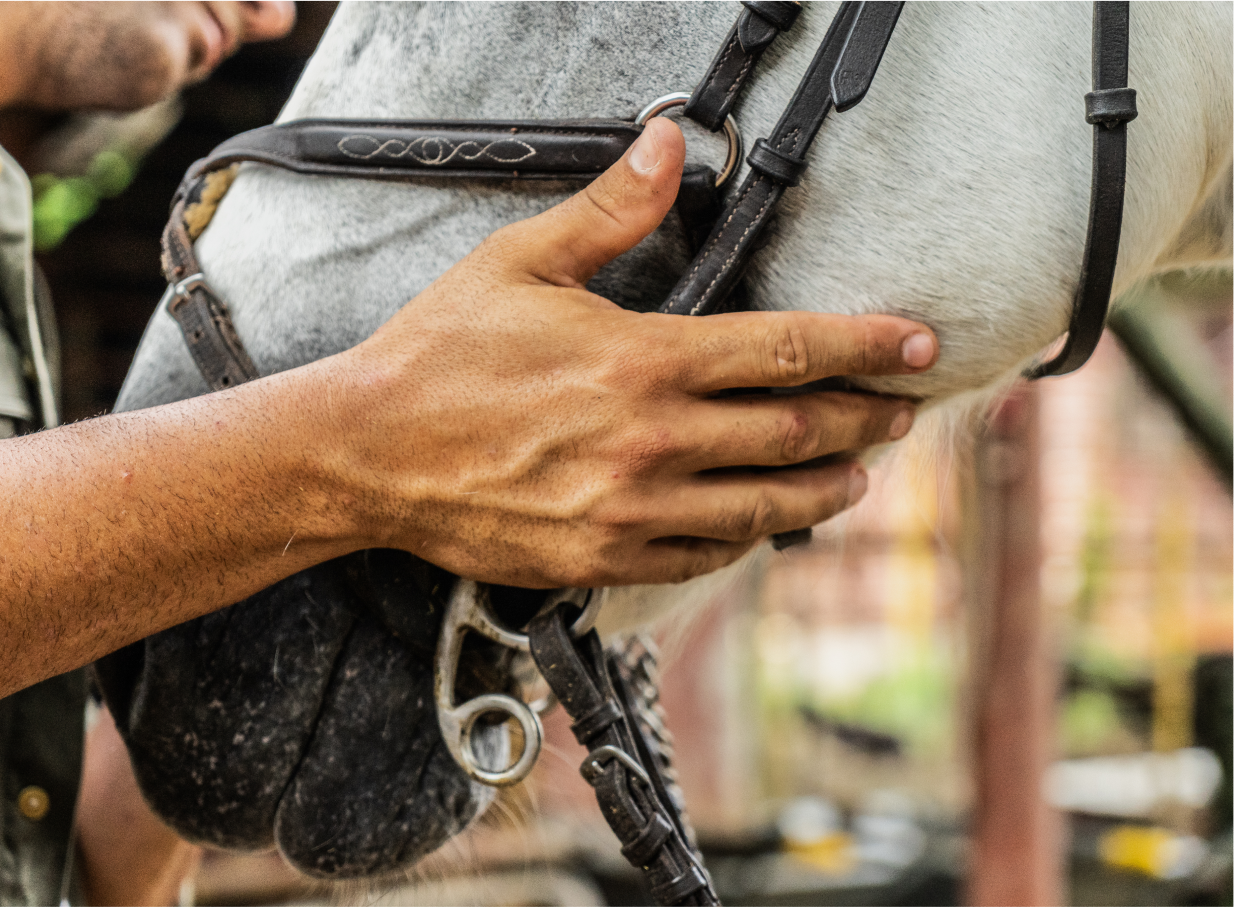 Close-up of hands on a horse’s face