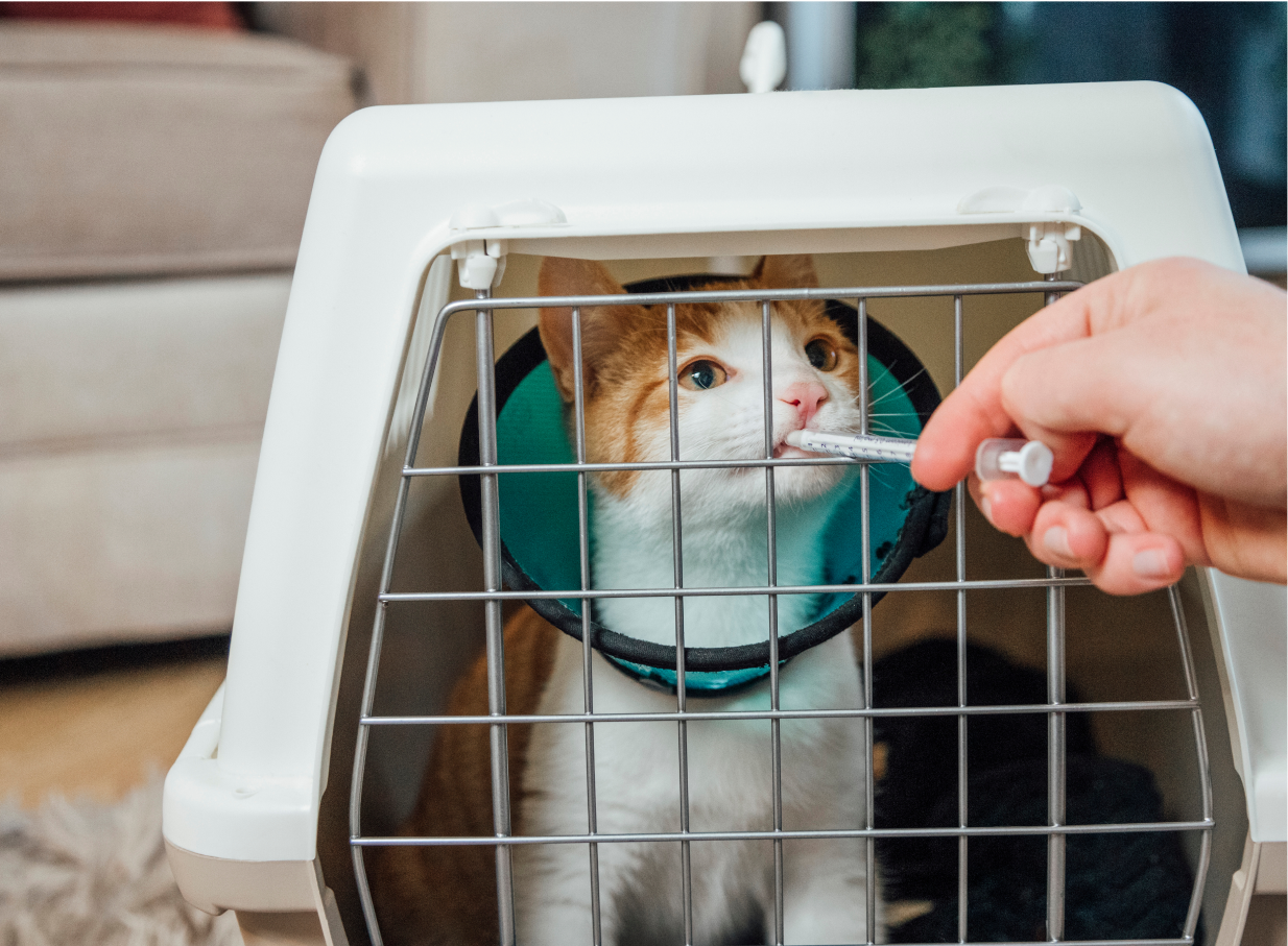 Cat in a carrier receiving oral medication through a syringe