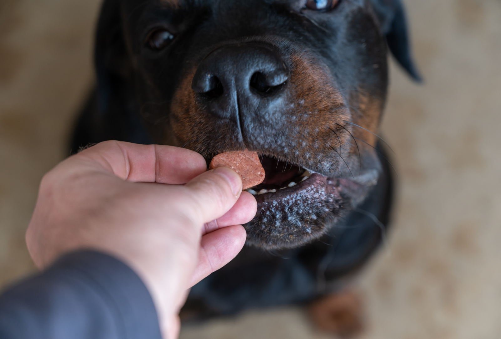 Close up of a dog reaching for a treat