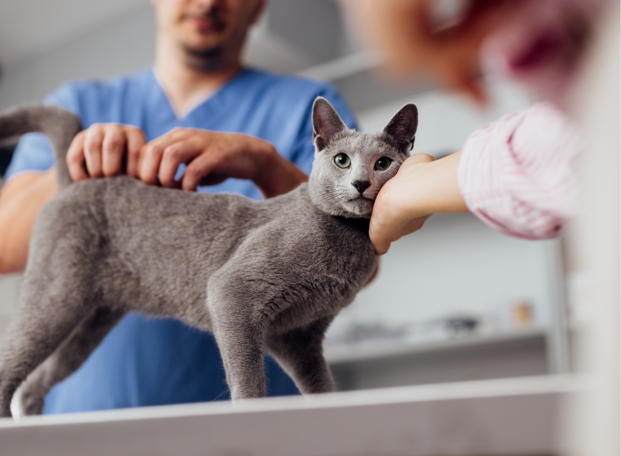 Cat on examining table getting its back scratched