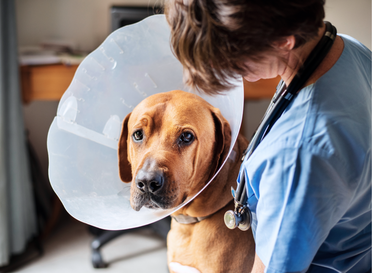 Vet giving a dog wearing a protective pet cone gets a checkup