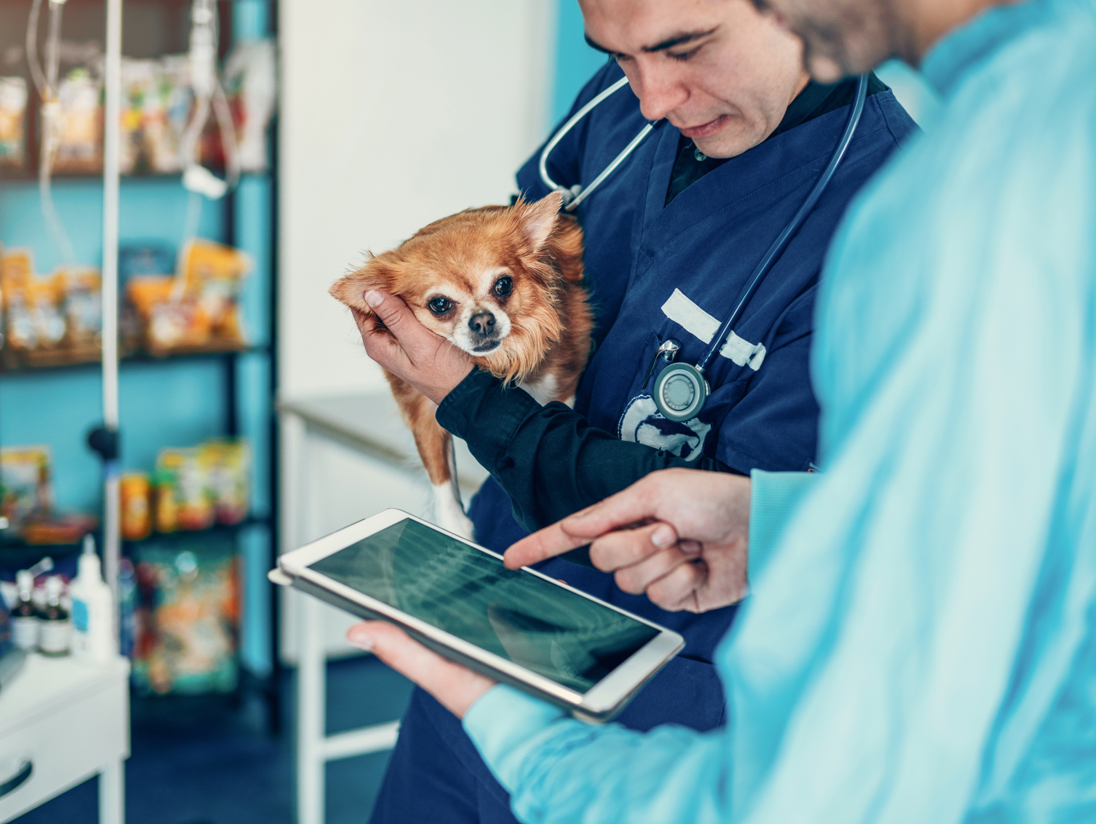 Two vets viewing an xray on a tablet while one holds a small dog