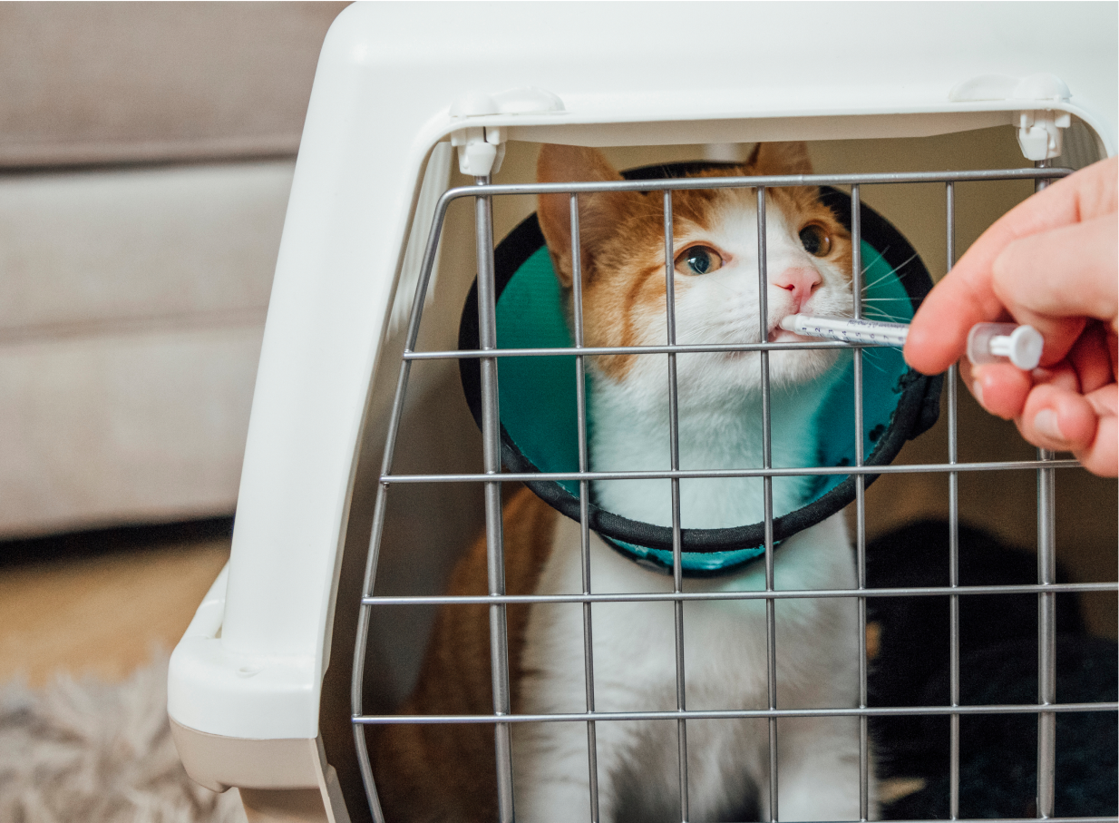 Cat in pet crate taking medicine from a syringe