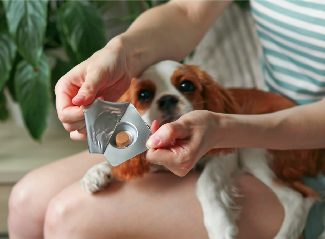 Small dog on pet parent’s lap getting tablet medication