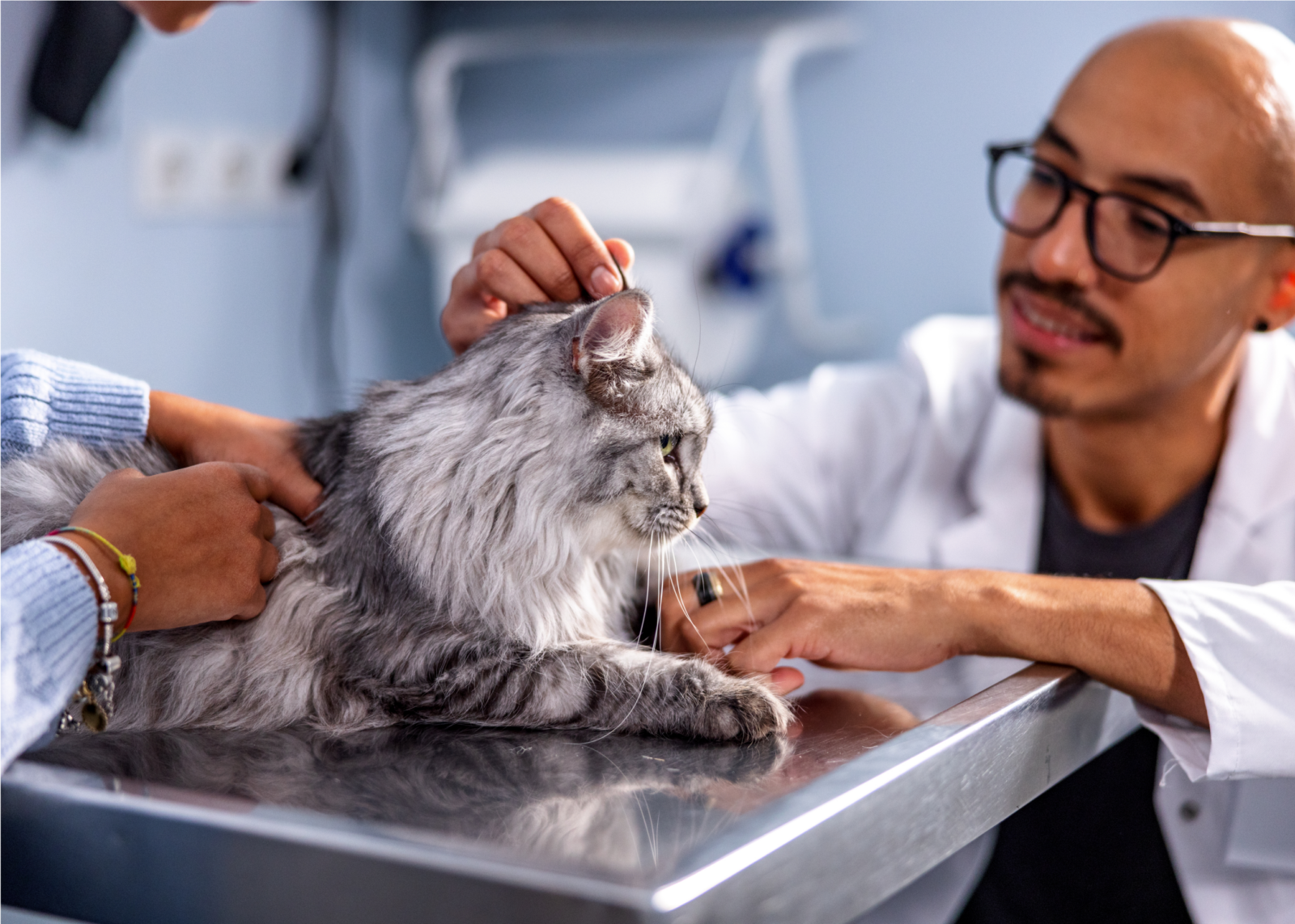 Vet examining a large gray cat