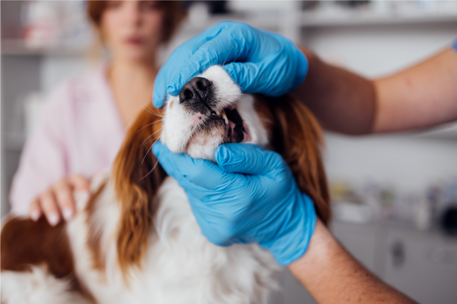 Vet examining a dog’s teeth