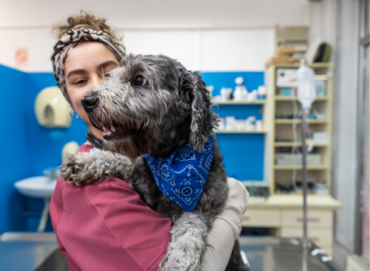 Vet holding a gray dog with a blue bandana around its neck