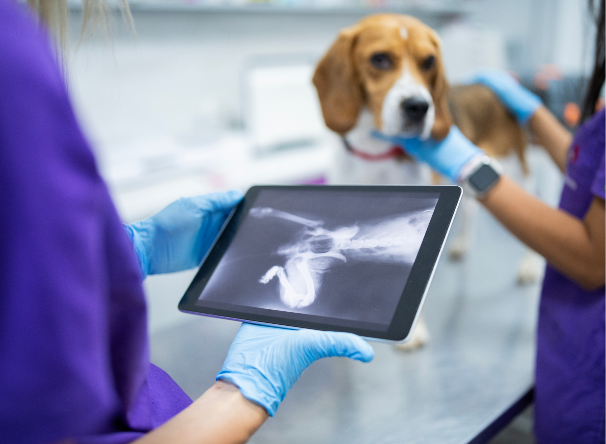 Vet looking at a dog’s x-ray on a tablet with the dog in the background