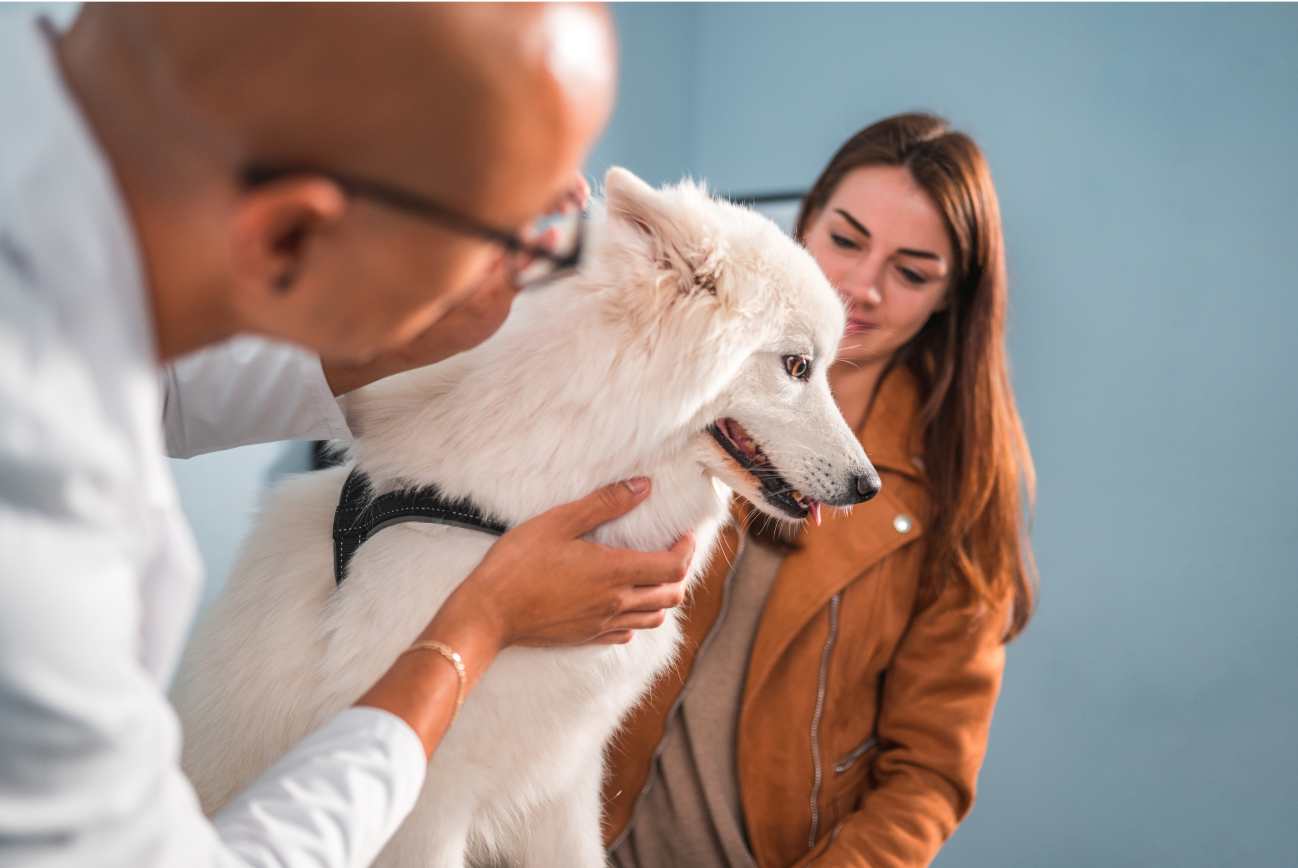 Vet examining a white dog while the owner stands in the background