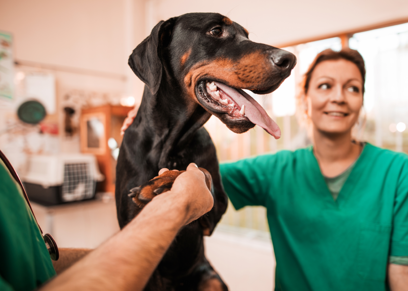 Vet examining a dog’s paw with another vet in the background