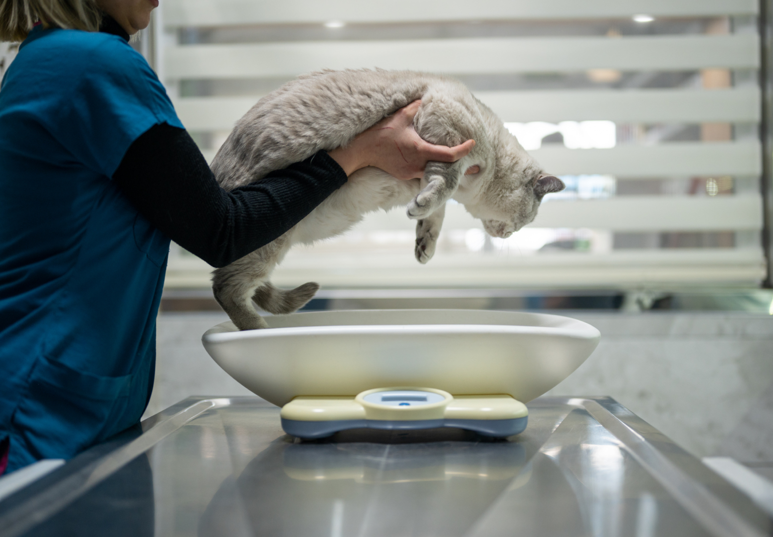 A vet lowers a cat onto a scale for weighing