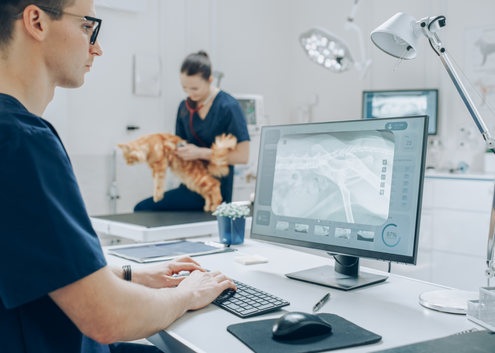 A vet looks at an x-ray on a monitor while another in the background lowers a cat onto a table